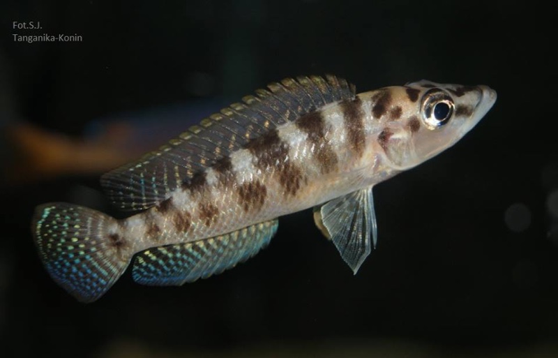 Neolamprologus fasciatus